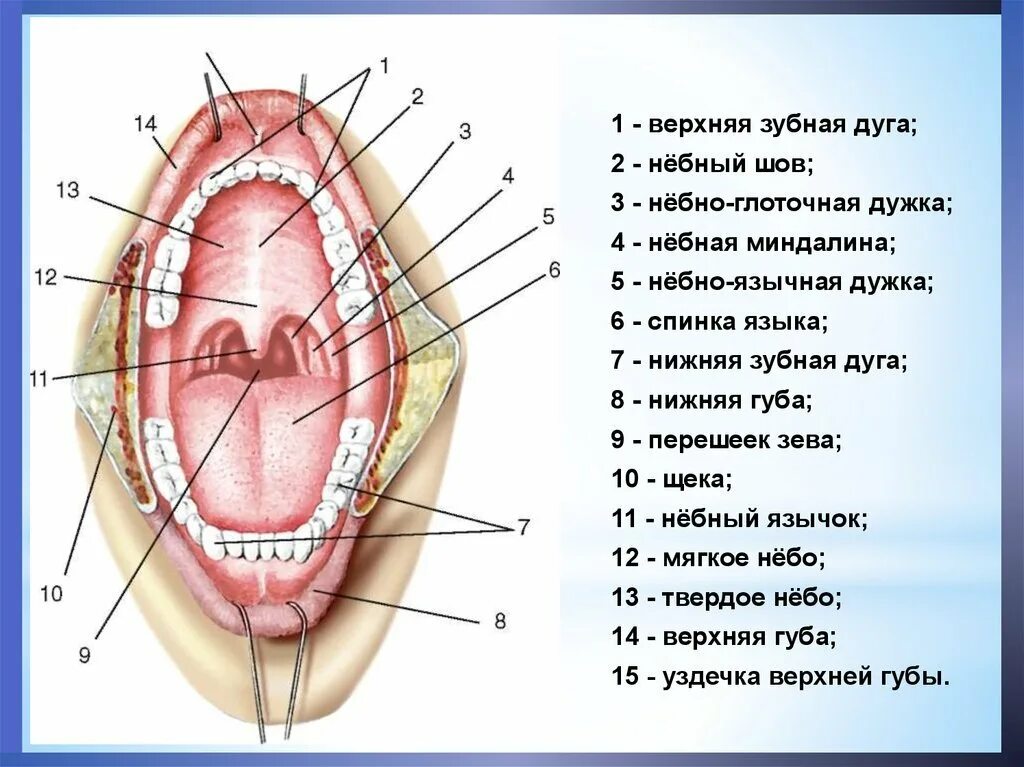 Полость горла фото Схема горла