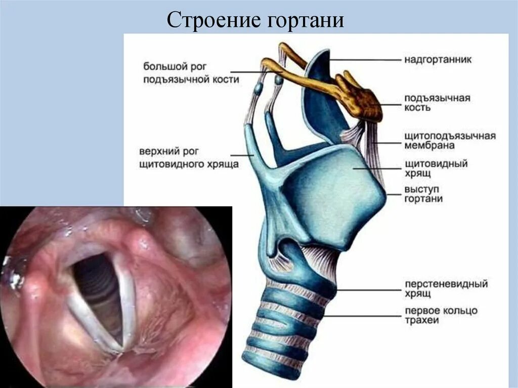 Полость горла фото Объект гортань процесс