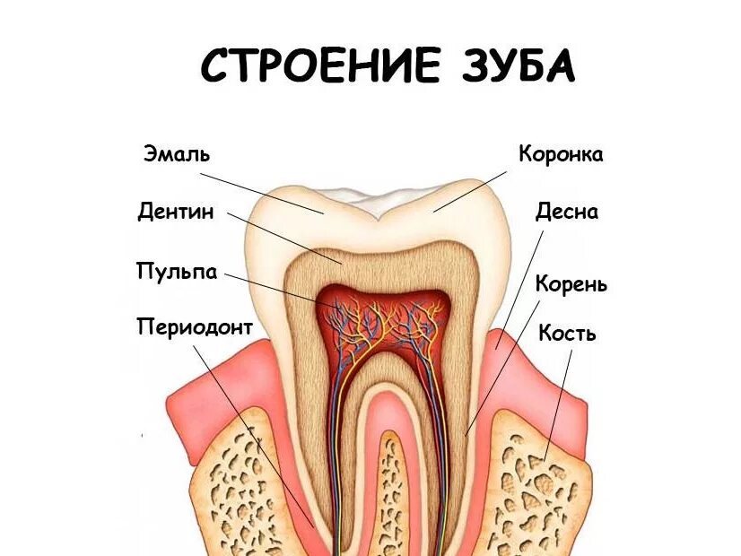 Полость зуба фото Лечение пульпита зуба по низкой цене в Тольятти