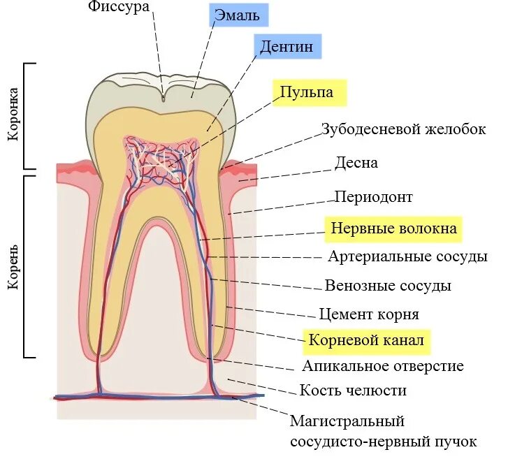 Полость зуба фото Почему после удаления нерва важно хорошо запломбировать каналы зуба? :: NORD DEN