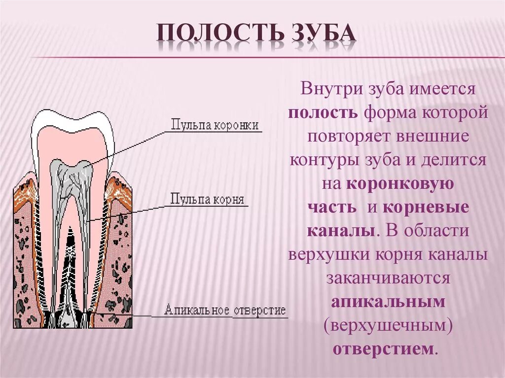 Полость зуба фото Свод полости