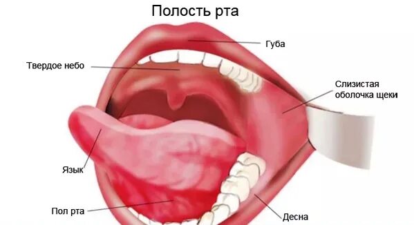 Полости рта симптомы фото о слизистой полости рта расскажет в нашей статье врач-стоматолог-терапевт заведу