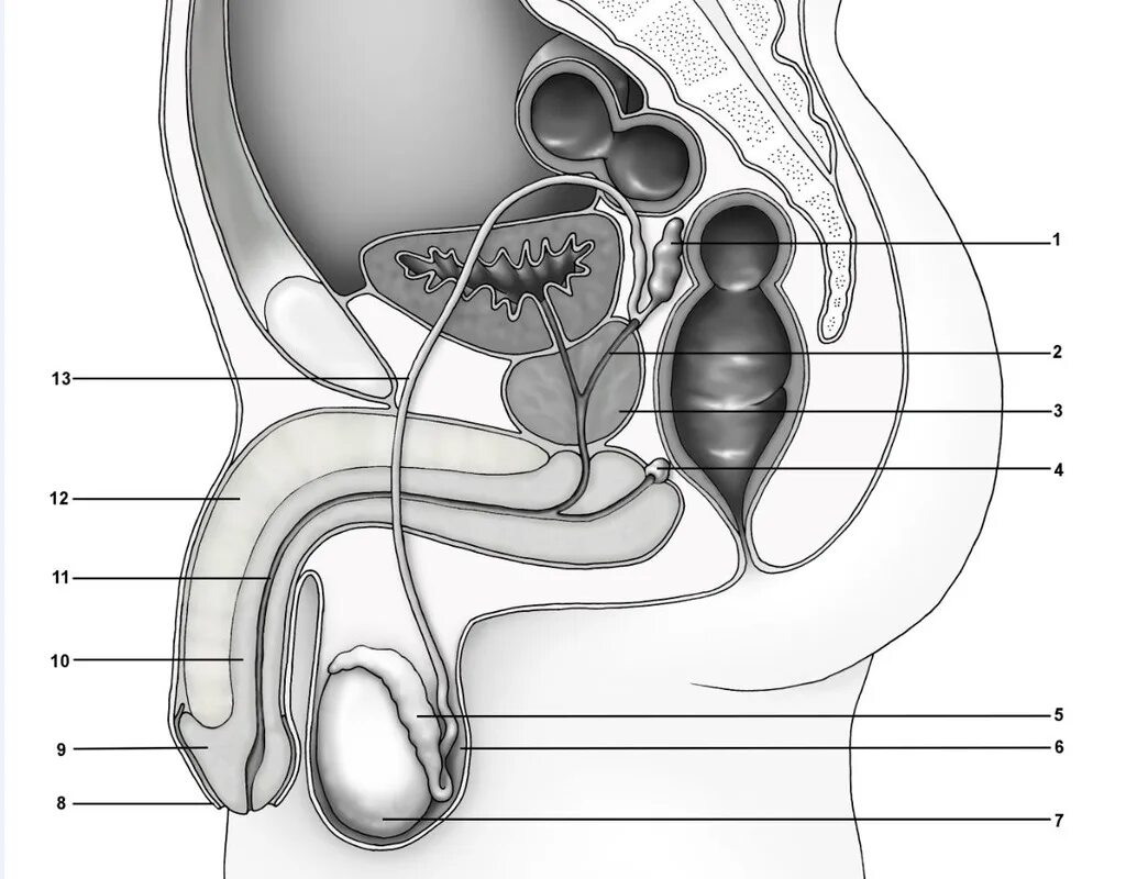 Половая система фото Male reproductive system Diagram Quizlet