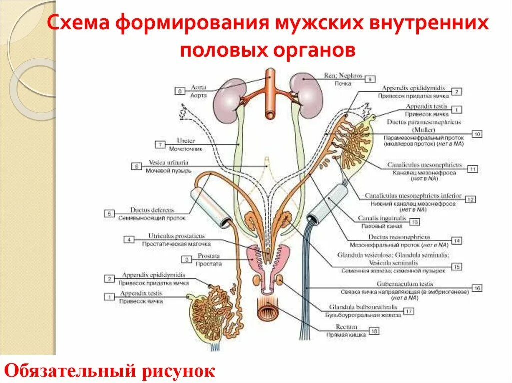 Половая система фото Развитие половой системы - презентация онлайн