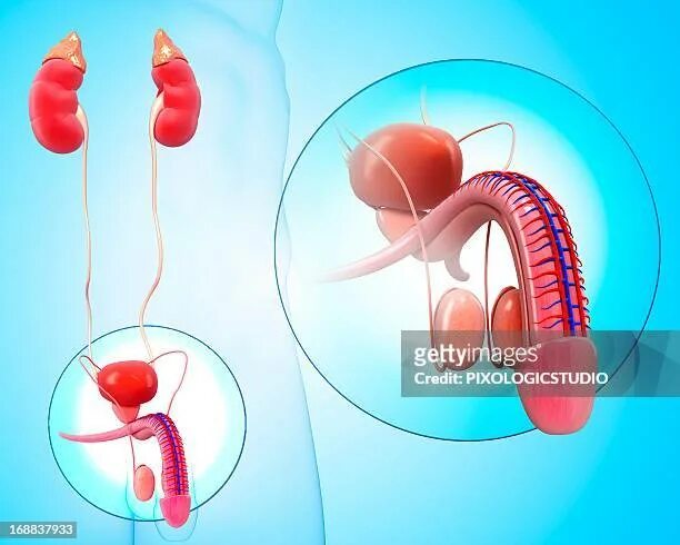 Половая система фото Medical Nanorobot Illustration High-Res Vector Graphic - Getty Images