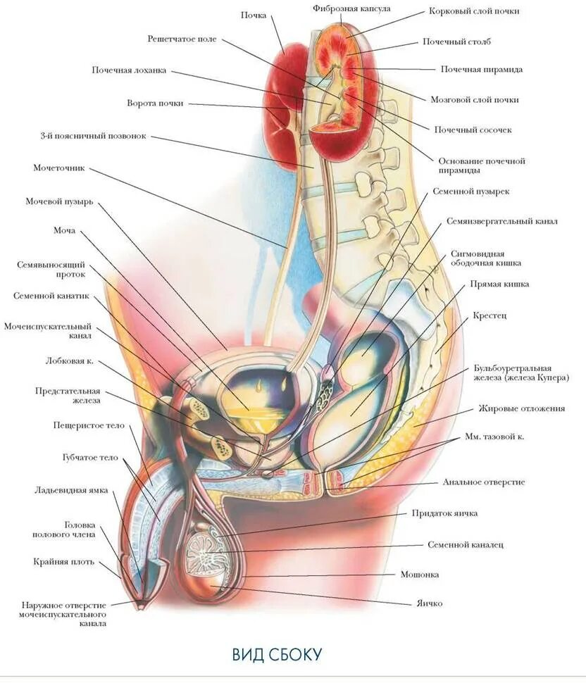 Половая система фото МУЖСКАЯ МОЧЕВЫВОДЯЩАЯ СИСТЕМА ВИД СБОКУ - МОЧЕПОЛОВАЯ СИСТЕМА - БОЛЬШОЙ АТЛАС АН