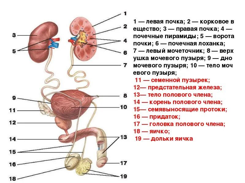 Половая система фото Строение женских и мужских половых органов с