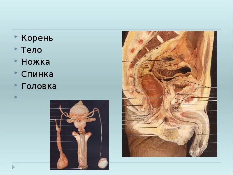 Половая система фото ФУНКЦИОНАЛЬНАЯ АНАТОМИЯ ПОЛОВЫХ СИСТЕМ