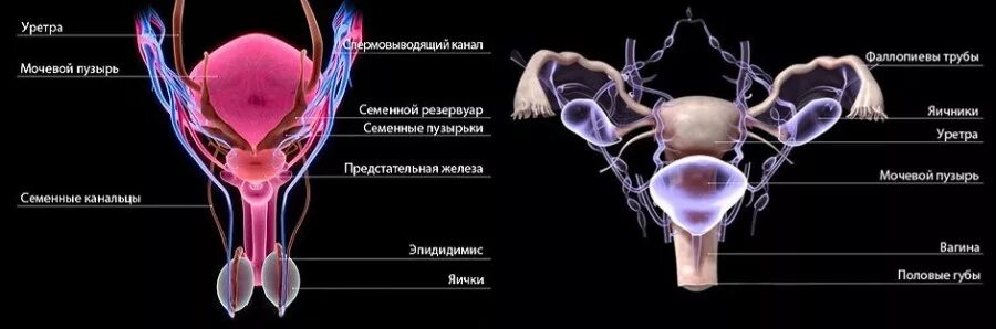 Половая система фото Картинки ЖЕНСКАЯ И МУЖСКАЯ РЕПРОДУКТИВНАЯ ПОЛОВАЯ СИСТЕМА