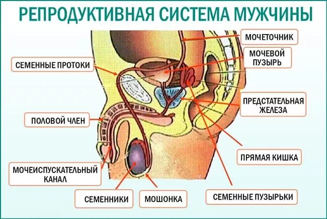 Половая система фото Признаки и симптомы мужского бесплодия