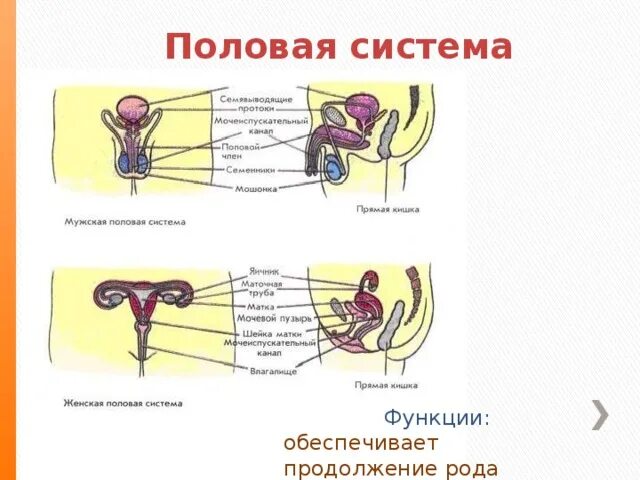 Половая система фото Презентация "Системы органов человека" - биология, презентации