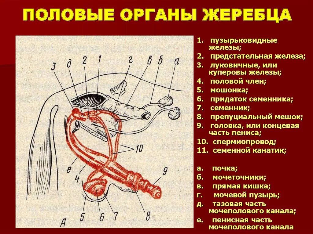 Половая система фото Строение полового члена схема