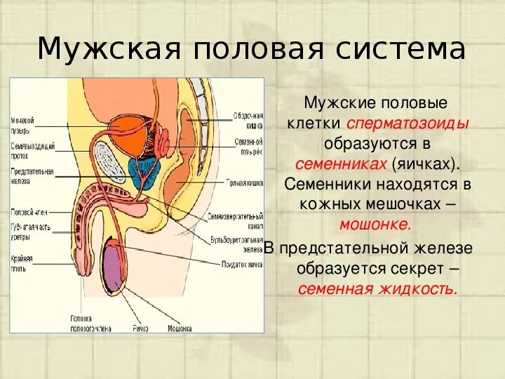 Половая система фото Презентация к уроку "репродуктивная система" 8 класс