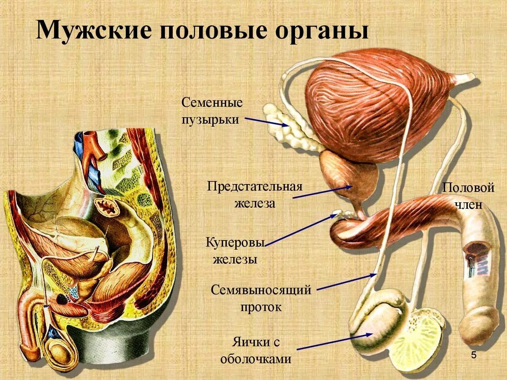 Половая система мужчины фото Схема разреза полового члена