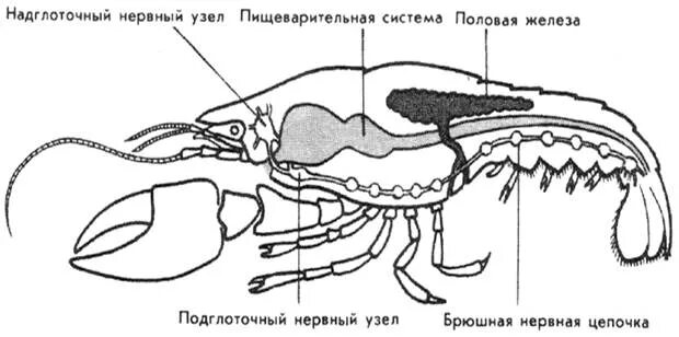 Половая система рака фото Нервная система ракообразных схема