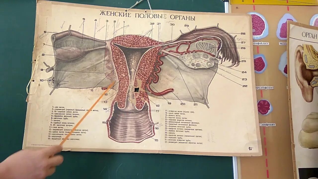 Anatomy of female reproductive system, 3D illustration. Female gynecology organs