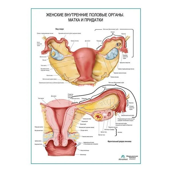 Половая система женщины фото Матка и придатки (анатомия человека), обучающий плакат, матовый холст от 200 г/к
