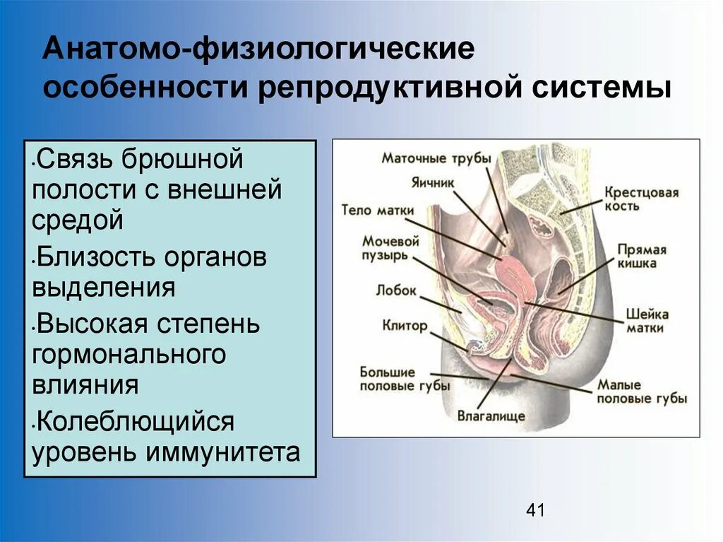 Половая система женщины фото Клиническая анатомия и физиология репродуктивной системы женщины - презентация о