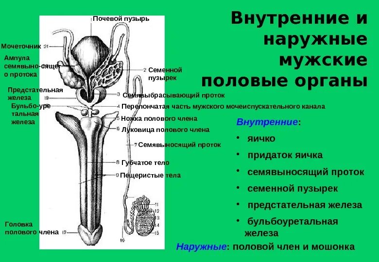 Половой орган фото строение Схема полового члена