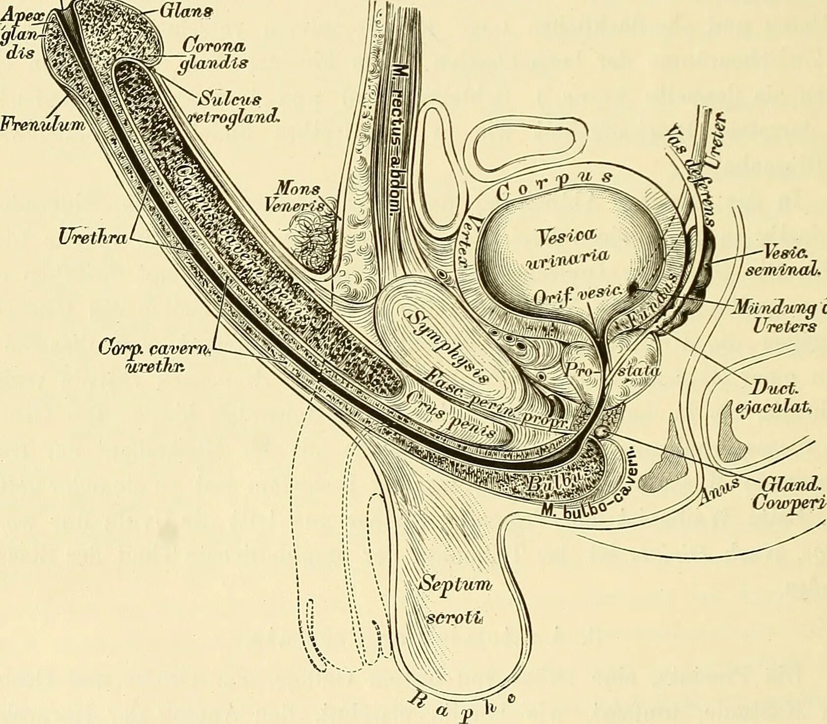 Половой орган фото строение File:Lehrbuch der venerischen Krankheiten und der Syphilis (1888) (14784974483).