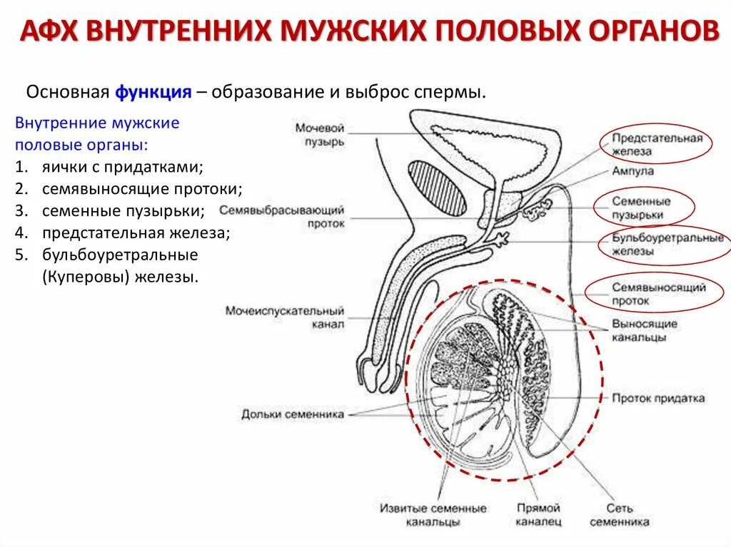 Строение полового члена картинка