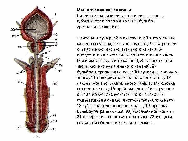 Половой орган фото строение Схема полового члена