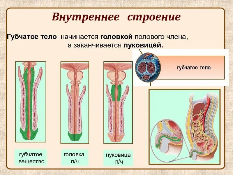 Половой орган фото строение Ответы Mail.ru: 11 990 привлекательный ценик?