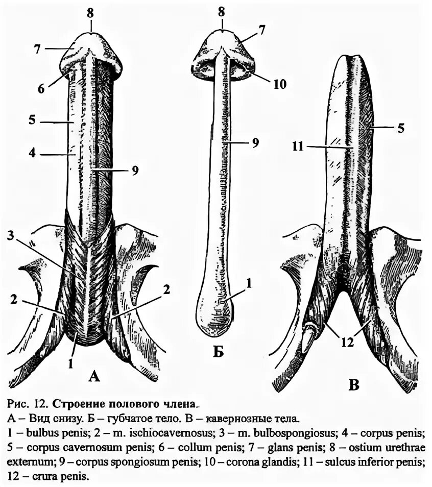 Половой орган фото строение Схема разреза полового члена
