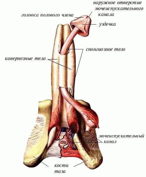 Половой орган фото строение Анатомия половых органов и мочеполовой системы мужчины и женщины Мужское Здоровь