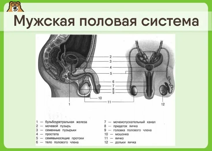 Половой орган фото строение Пин от пользователя Alena Klimenko на доске Анатомия Медицинские цитаты, Учащиес