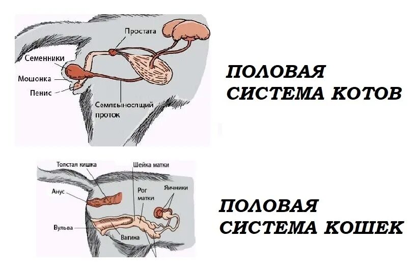 Половой орган кота фото Половая система кошки - Vetgon.ru