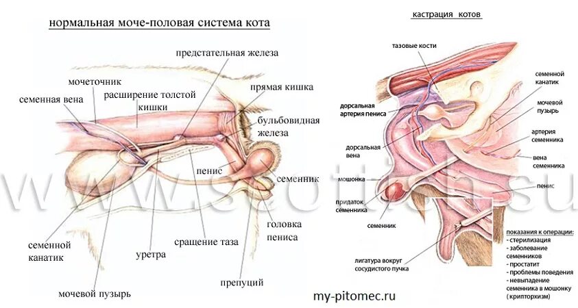 Половой орган кота фото Почему необходимо стерилизовать свою домашнюю кошку, кота ? ! " Благотворительны