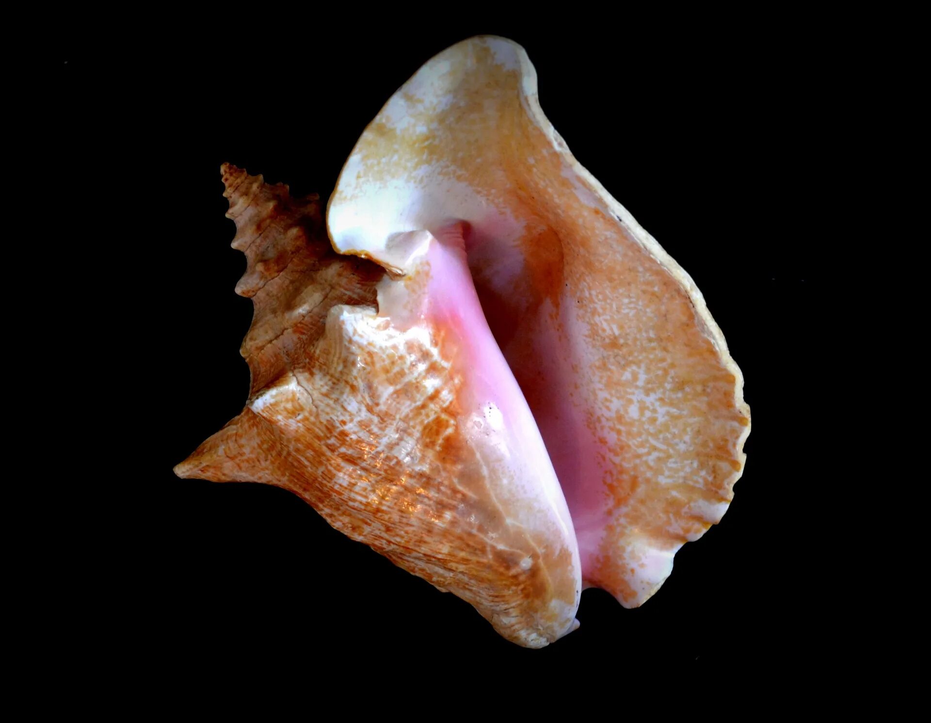 Половые губы щавель и ракушка фото Edit free photo of Conch,shell,beach,conch,free pictures - needpix.com