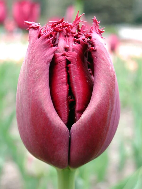 Половые губы тюльпаны фото What vulva looks like