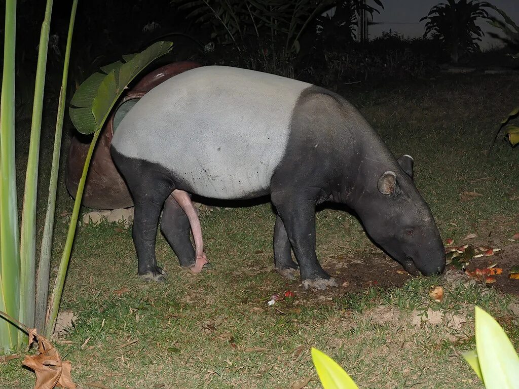 Половые орган животных фото Malayan tapir Malayan tapir - Tapirus indicus - Чепрачный . Flickr