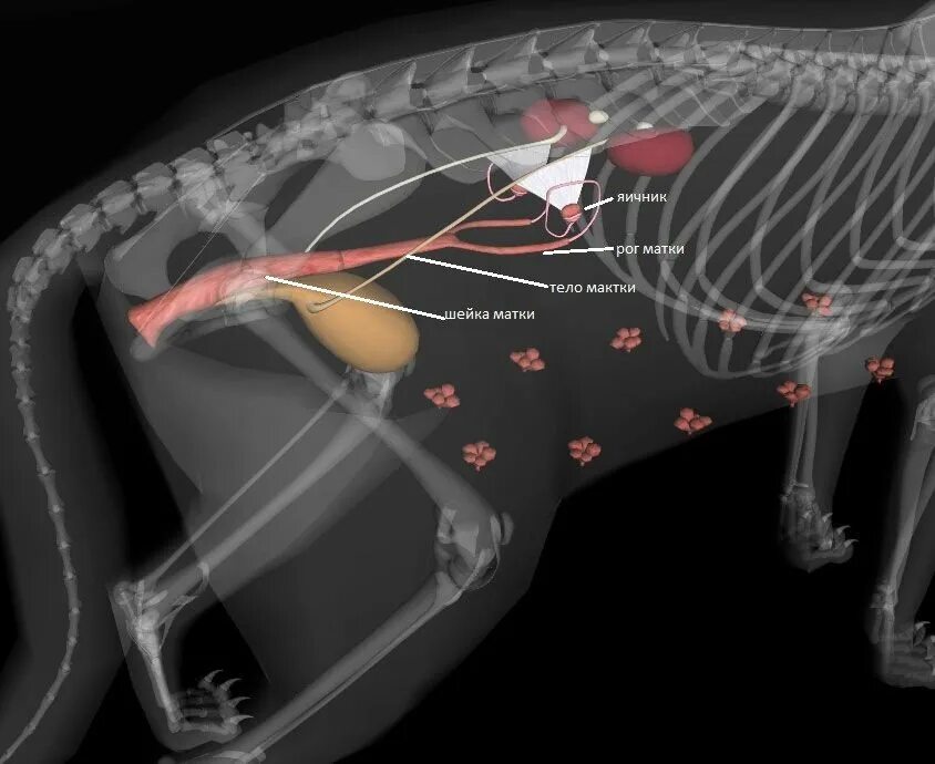 Половые орган животных фото УЗИ репродуктивной системы самок - Здоровье Животных Сеть ветеринарных клиник
