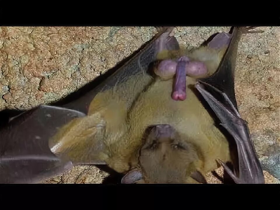 Половые орган животных фото Amazing animal mating video. Bat playing. - YouTube