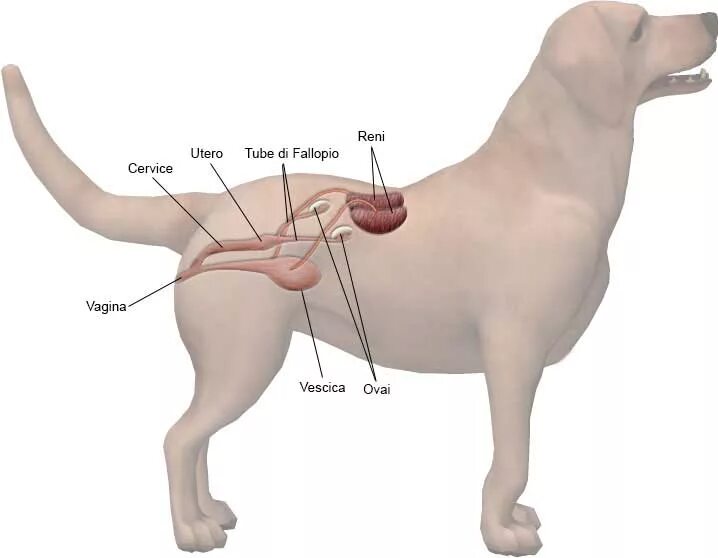 Половые орган животных фото DIY Manual Dog Canine Reproduction Physiology female dog