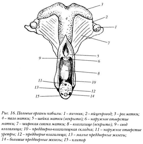 Половые орган животных фото Описание строения вагин, пенисов и других половых органов у собак