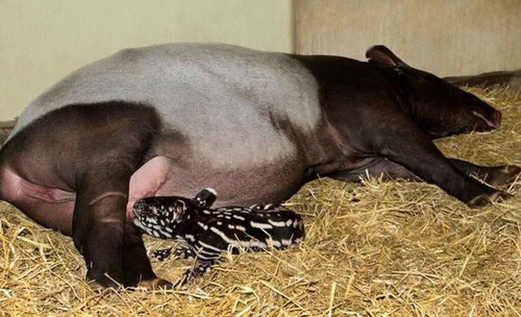 Половые орган животных фото The Baby Malayan Tapir - Album on Imgur