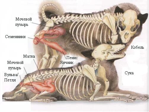 Половые орган животных фото Строение половой системы собак Вязка и беременность Povodok.by - Журнал о собака
