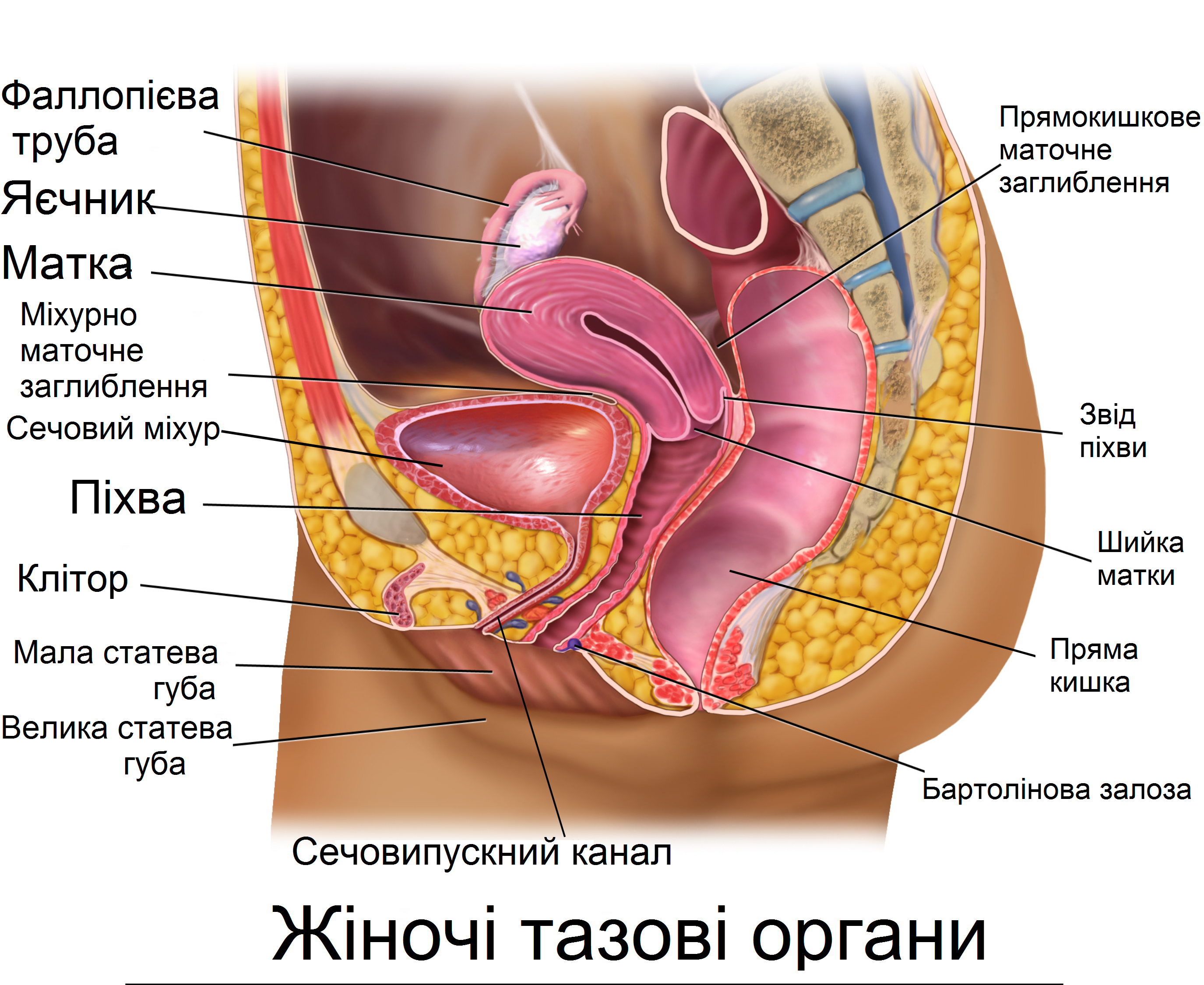 Половые органы фото снаружи File:Blausen 0400 Жіночі тазові органи 02-ua.png - Wikimedia Commons