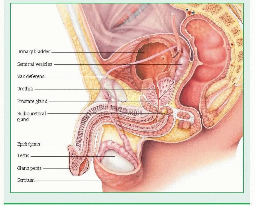 Половые органы фото снаружи Sexual Disorders Basicmedical Key