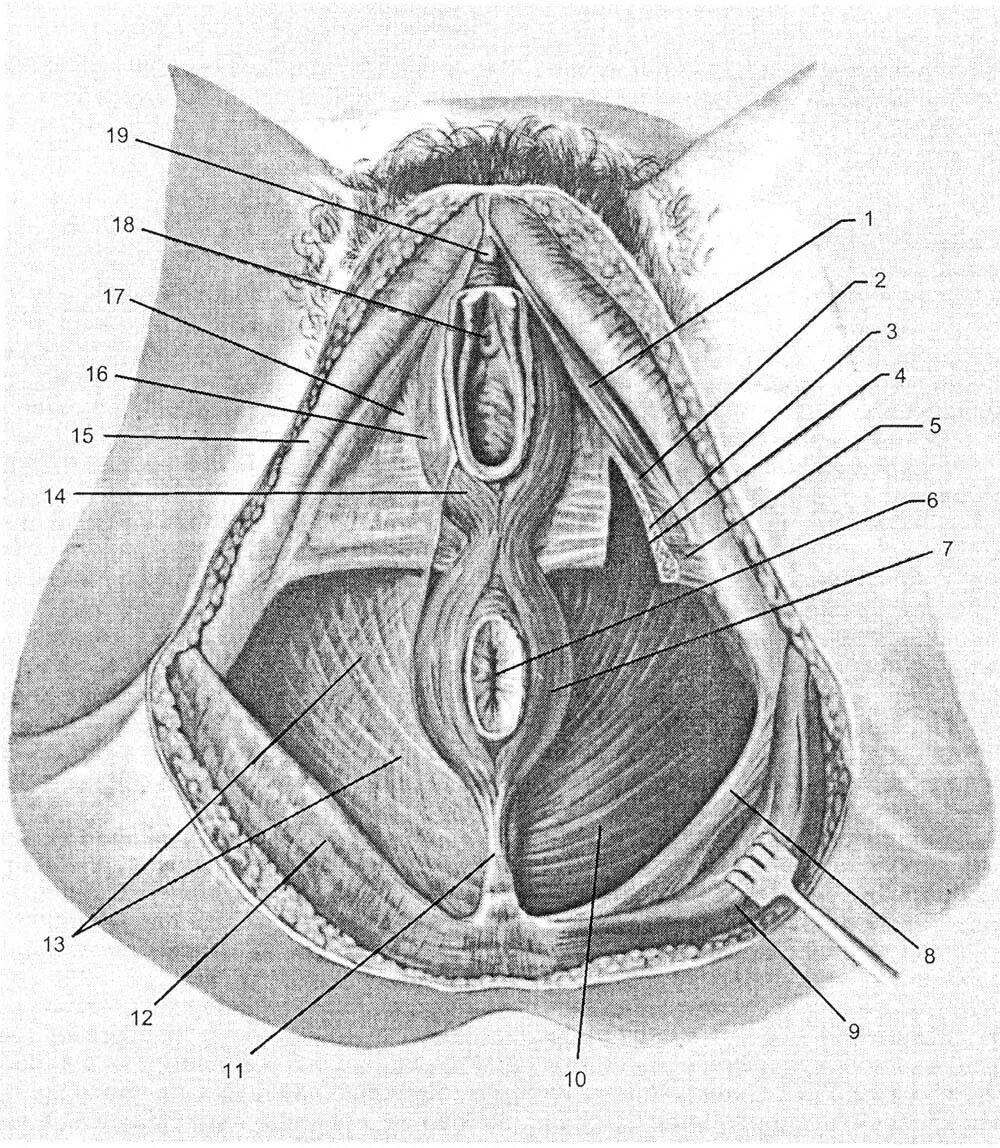Половые органы фото снаружи Область промежности