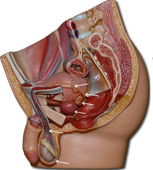 Половые органы фото снаружи Diagram of BIO 139 Lab Quiz 9: Male Reproductive Model 2 - 11-9-19 Quizlet