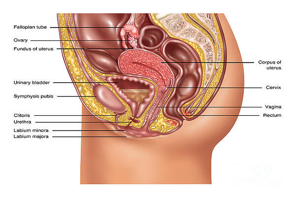 Половые органы фото снаружи Corpus Uteri Art for Sale - Fine Art America