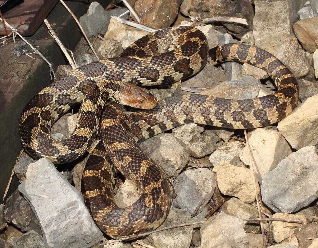 Полоз краснодарский край фото Western Fox Snake (Elaphe vulpina) Adult from Newton count. Flickr