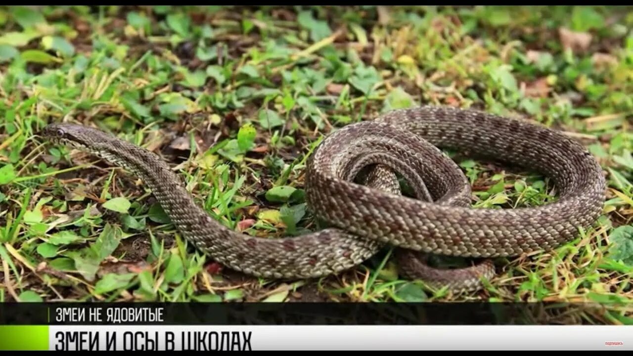 Полоз приморский край фото Ержовский "Слизерин": змеи в сельской школе Первый Приднестровский