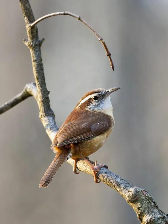 Полоз птица фото female carolina wren: even a tiny creature can be heard over the cacophony of li