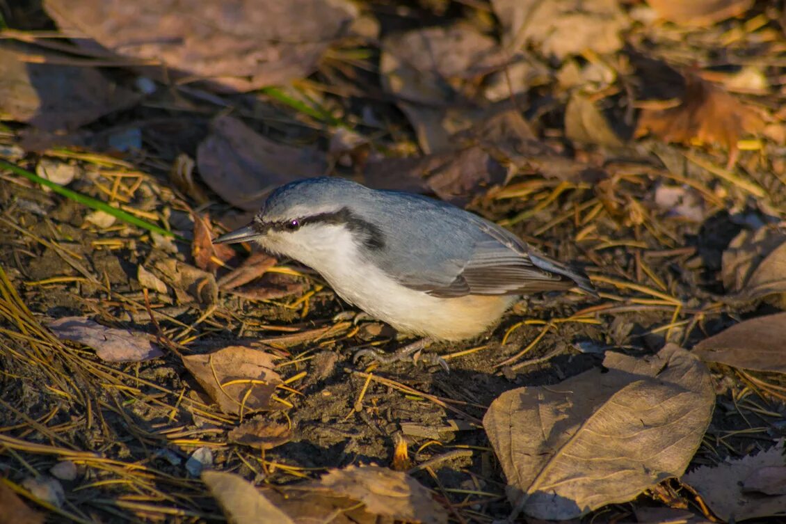 Полоз птица фото Eurasian Nuthatch (Sitta europaea). Birds of Siberia.